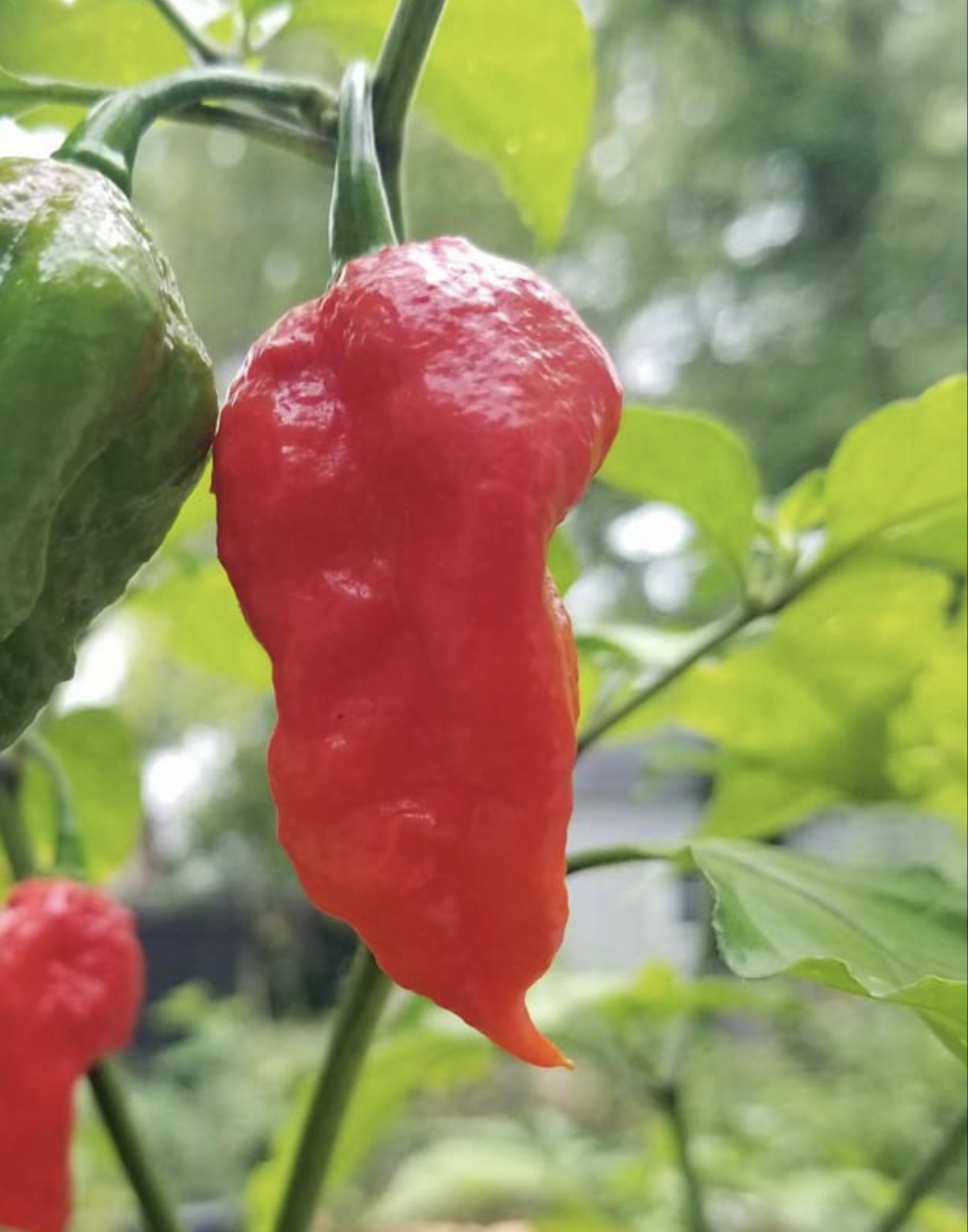 Ghost Pepper (Bhut Jolokia) Plant