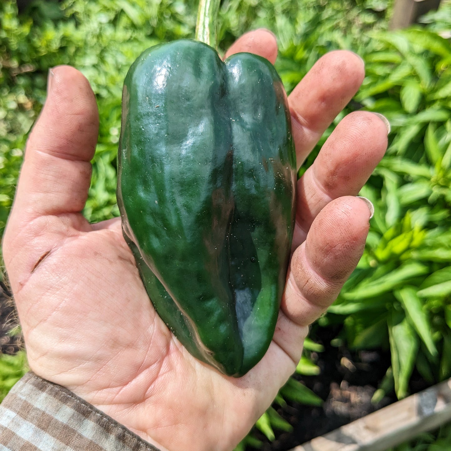 Poblano Pepper Plant