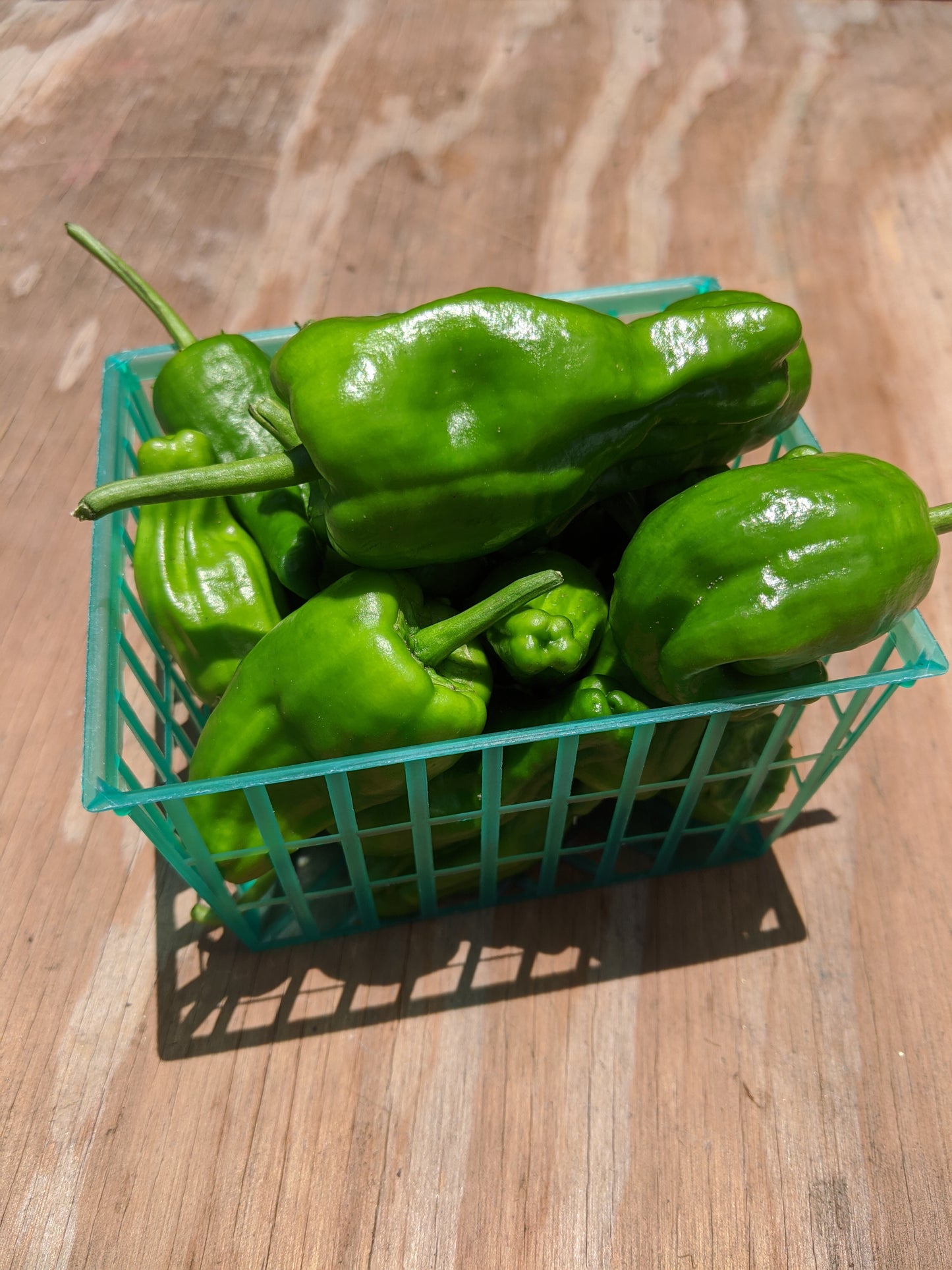 Padron Pepper