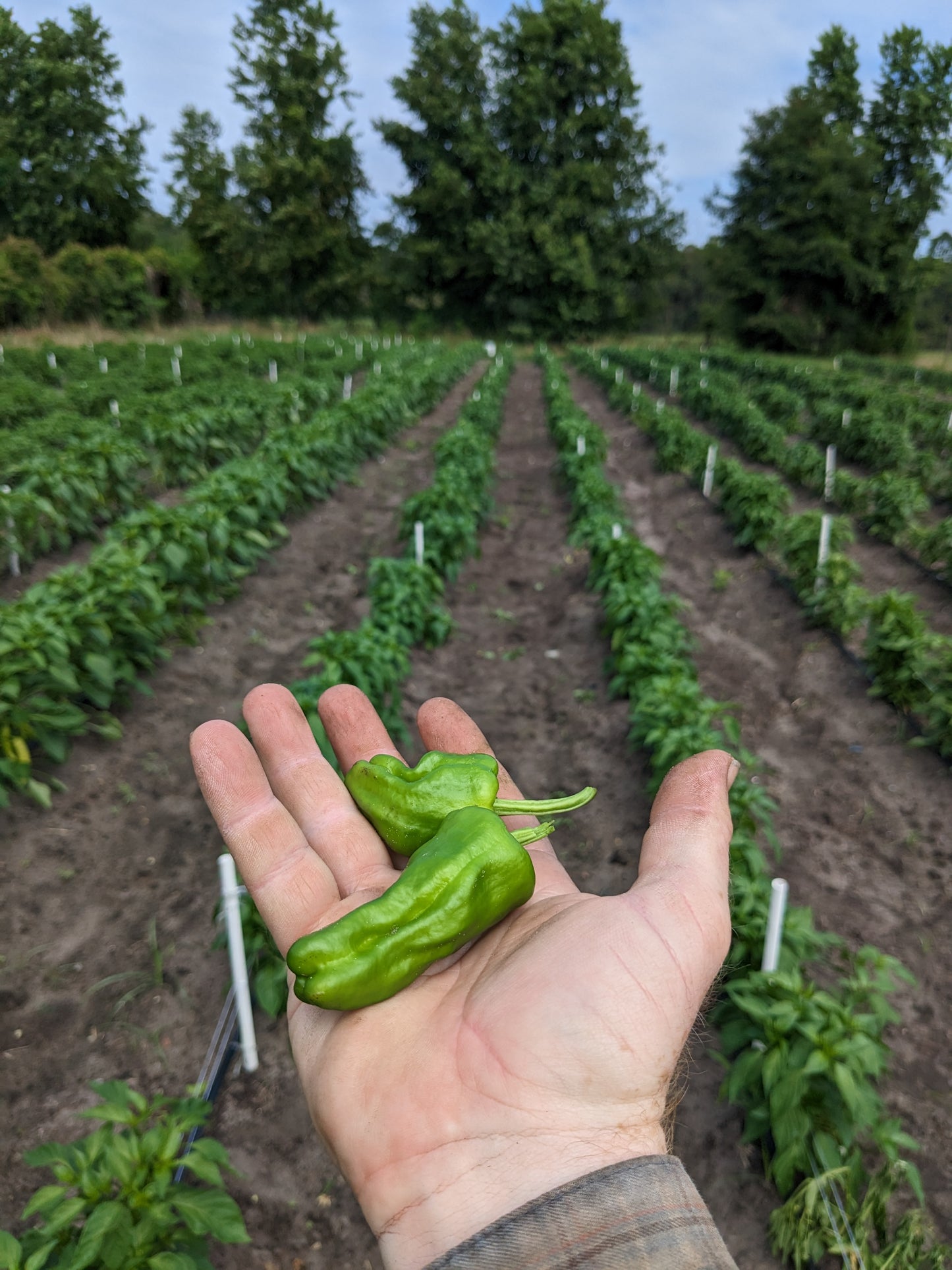 Padron Pepper Plant