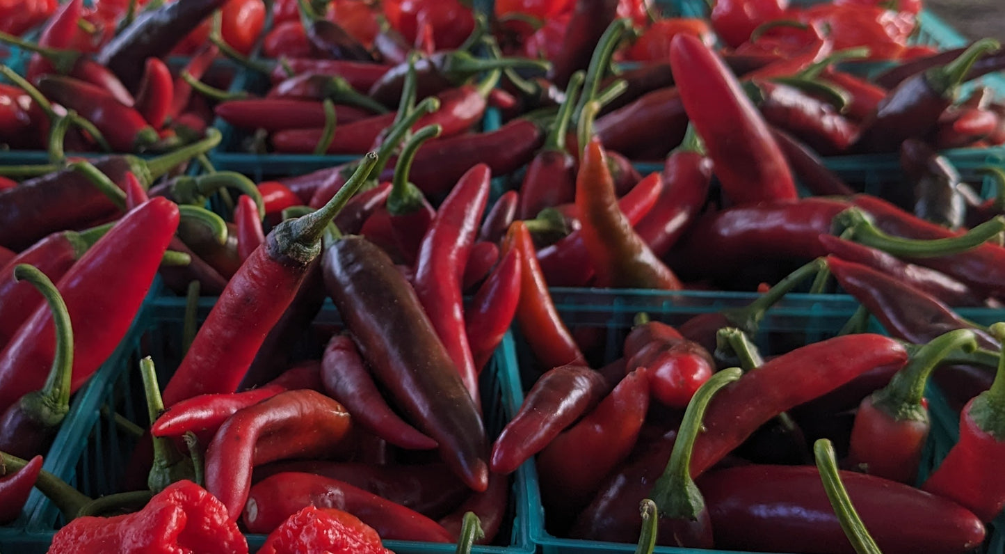 Calabrian Peppers