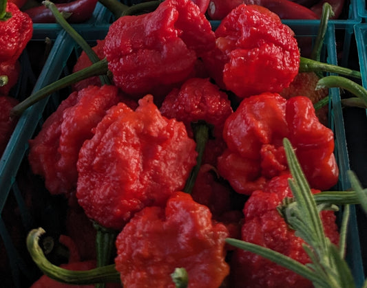 Carolina Reaper Peppers