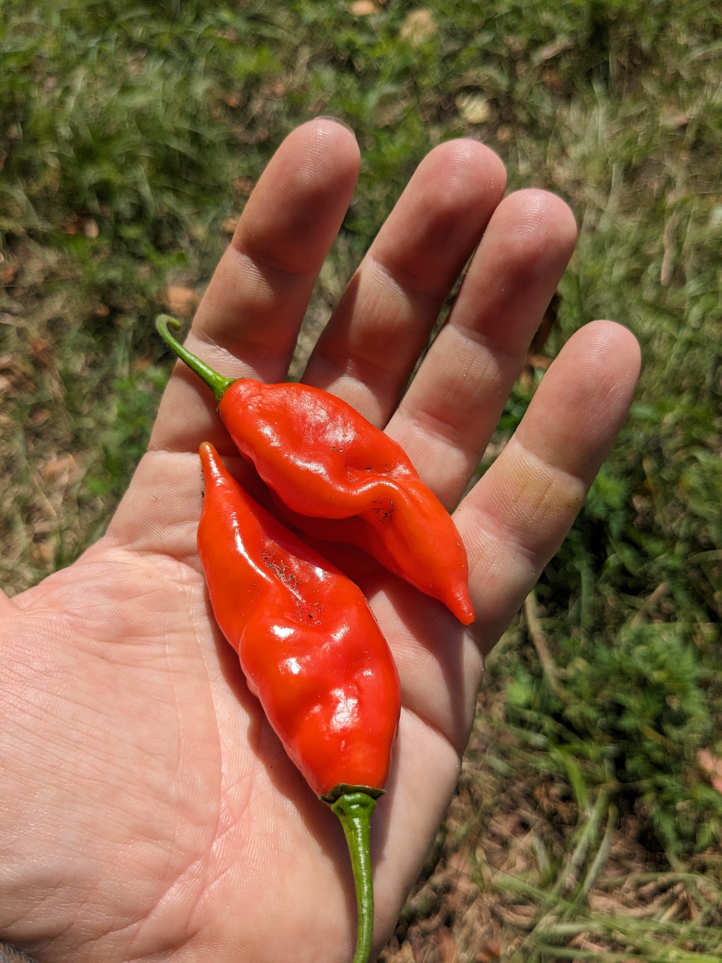 Paper Lantern Habanero