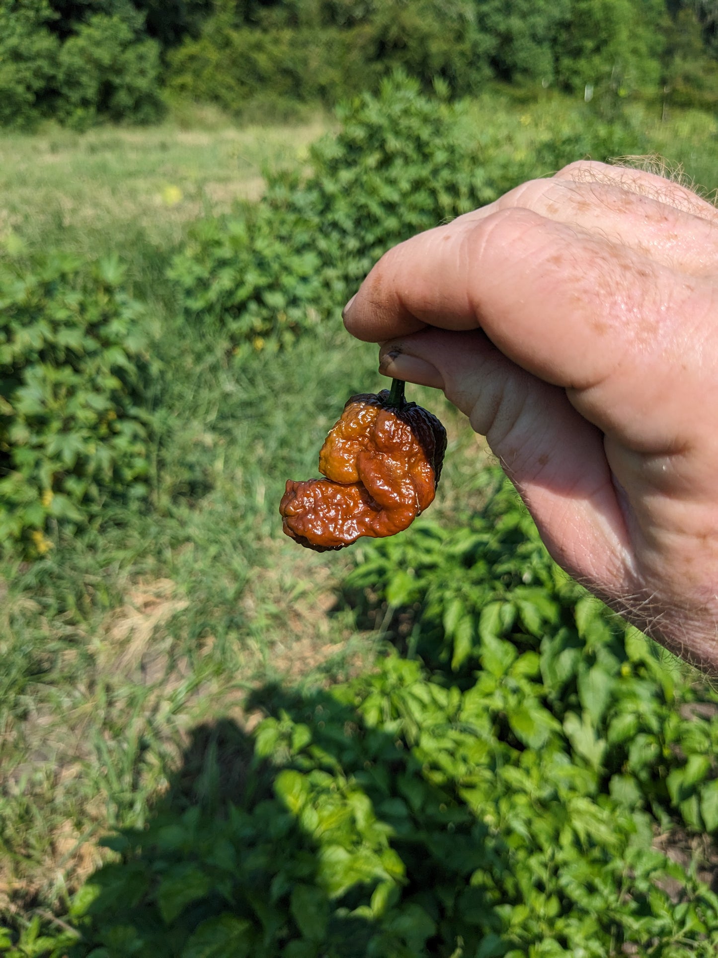 Chocolate Bhutlah Peppers