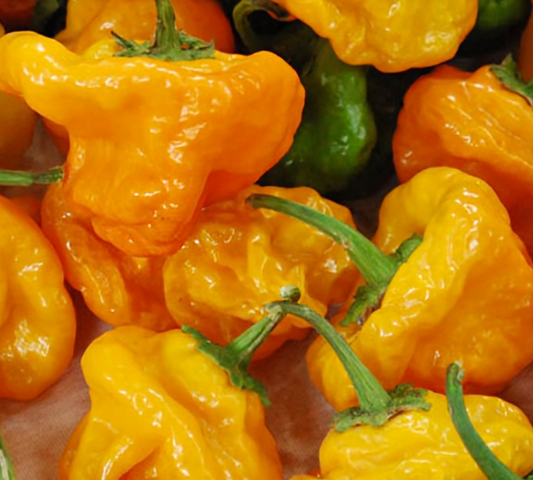 Yellow Jamaican Scotch Bonnet Peppers