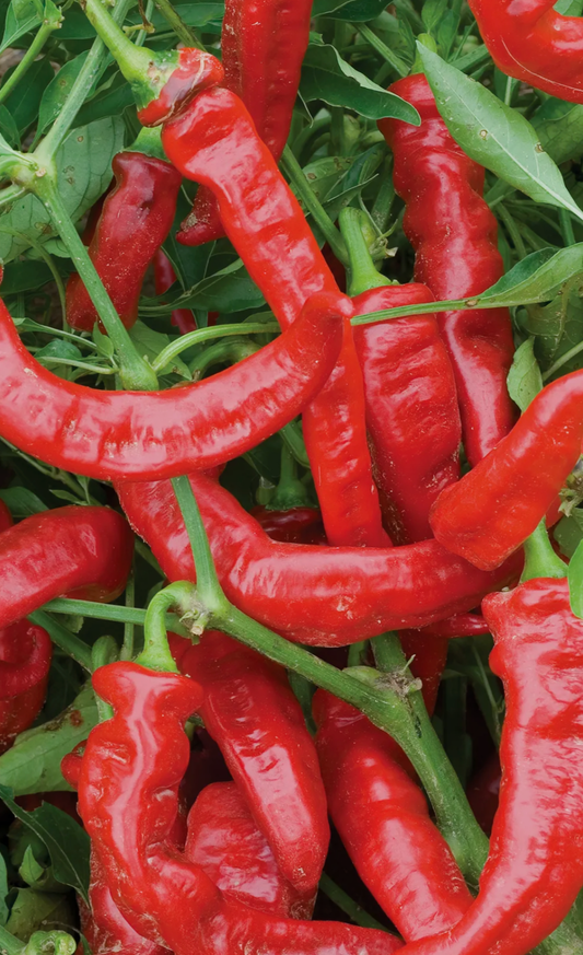 Jimmy Nardello Pepper Plant